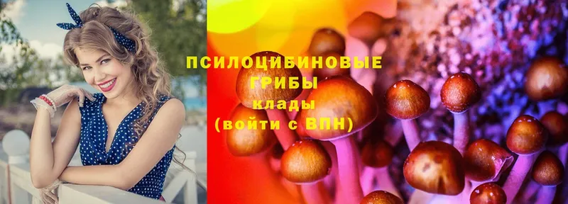 Галлюциногенные грибы Psilocybe  даркнет сайт  Цоци-Юрт 